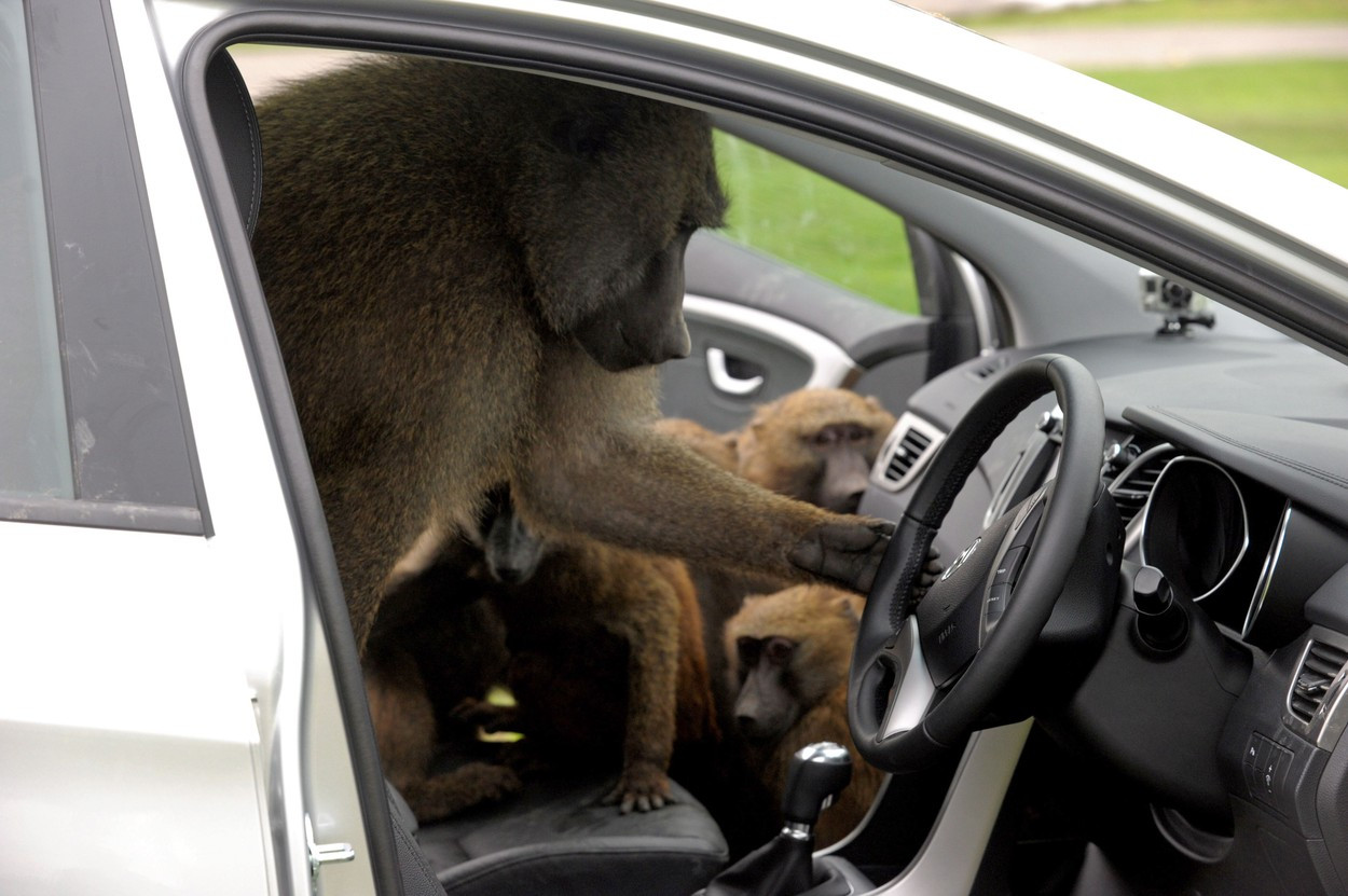 Babuinii dintr-un parc safari din Anglia au fost văzuți înarmați cu șurubelnițe, cuțite și chiar un ferăstrău