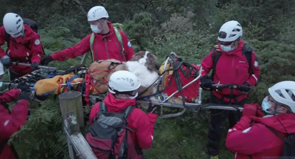 Operațiune dificilă pentru salvarea unui Saint Bernard din munți. Câți oameni au participat