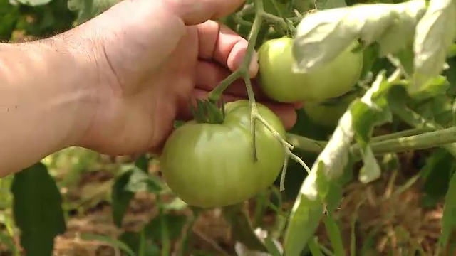 Mulți orășeni s-au reorientat către agricultură din cauza pandemiei. "Au ieşit bine roşiile!"