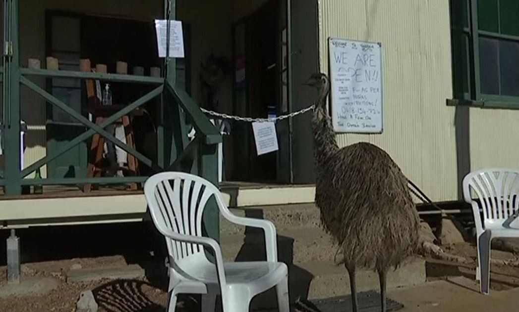 Un restaurant din Australia, în război cu păsările emu. Cum sunt alungate atunci când vin să fure de pe mese
