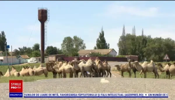 Un sat din Rusia se confruntă cu o invazie de cămile
