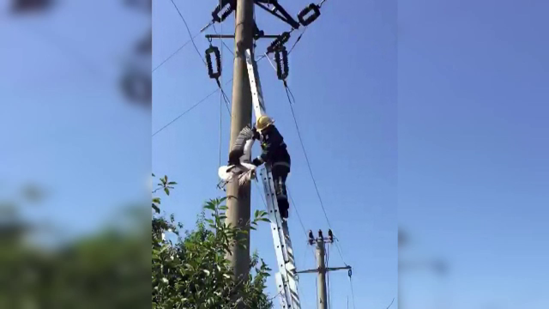 Pompierii, chemați pentru a salva o barză prinsă în firele de electricitate. Ce s-a întâmplat