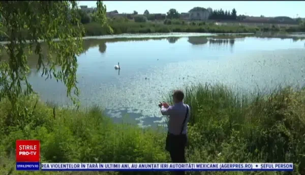 Puii de lebedă de la Târgu Jiu, omorâți de viitură. ”E o poveste tristă”