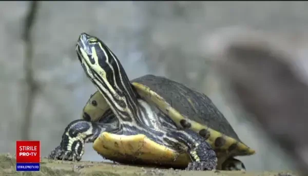 Peste 100 de broaște țestoase au fost abandonate la gradina zoologică din Târgu Mureș