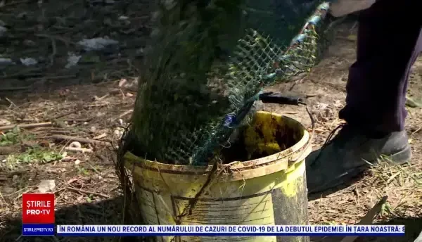 Dezastru ecologic la Iași: râu plin de pești morți. Ce explicații au specialiștii