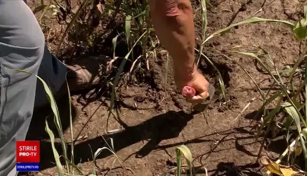 Recolta românească de grâu, devastată de secetă. Cum vrea ministerul Agriculturii să-i ajute pe fermieri