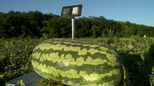 Pepeni gigantici, crescuți de un rus. Un exemplar poate cântări și 60 de kg