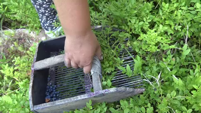 Jumătate din producția de afine de pădure din România a fost compromisă din cauza vremii nevaforabile