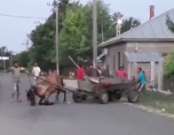VIDEO. Cal lovit cu bestialitate după ce căruța s-a blocat într-un şanţ. Cum se apără proprietarul