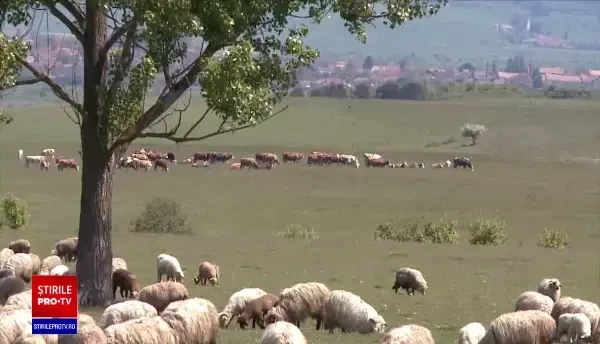 Guvernul promite bani pentru crescătorii de animale. Vânzările au scăzut cu până la 40%