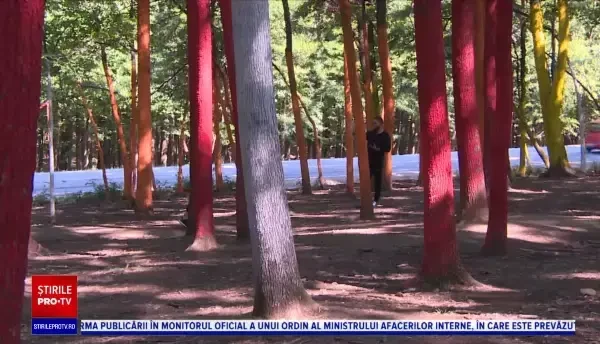 Modul inedit prin care se atrage atenția asupra defrișărilor ilegale din România