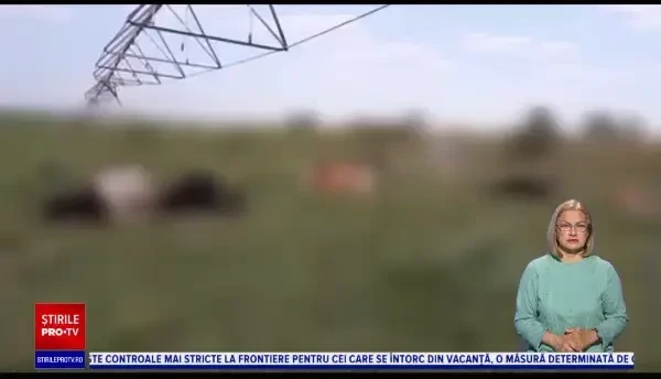 Descoperire macabră pe un câmp din Buzău. Oamenii au rămas îngroziți: "Se zbăteau zici că erau bete"