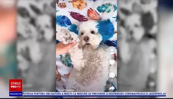 Cum s-au folosit tinerii americani de TikTok ca să compromită un miting al lui Donald Trump