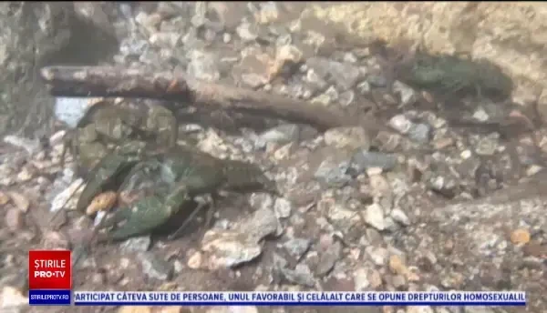 Specia unică descoperită de oamenii de știință în România: "E o ciudăţenie biologică"