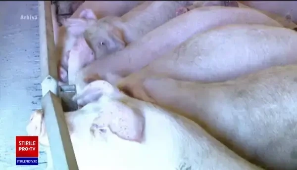Noi focare de pestă porcină în Galați. Peste 15.000 de porci au fost sacrificați