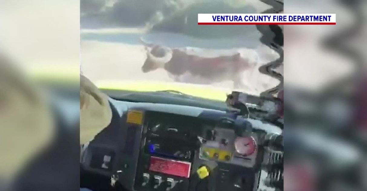 Obstacol inedit pentru o echipă de pompieri din California, în timp ce încercau să stingă un incendiu