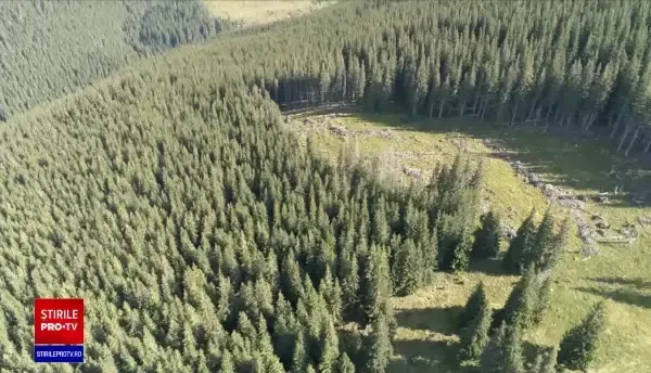 Codul Silvic, modificat de Parlament. Furtul unui brad poate fi pedepsit cu închisoarea