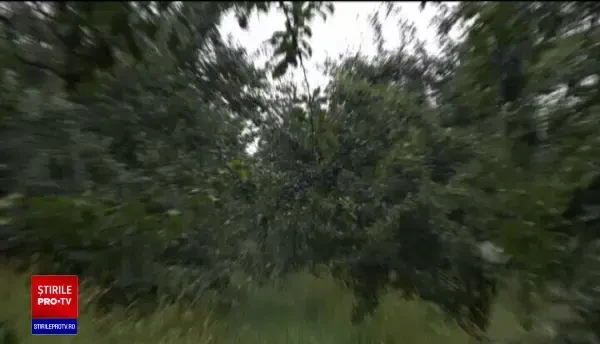 Mai puține prune din cauza secetei, astfel că producția de palincă este redusă anul acesta