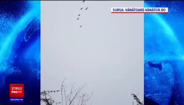 Vânătoarea a 36 specii de păsări sălbatice a fost interzisă. „Se împuşcă, de fapt, alte păsări!”