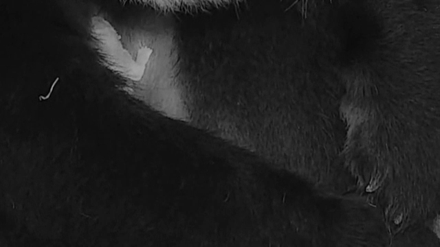 Cum arată un pui de panda nou-născut la Grădina Zoologică din Washington. VIDEO