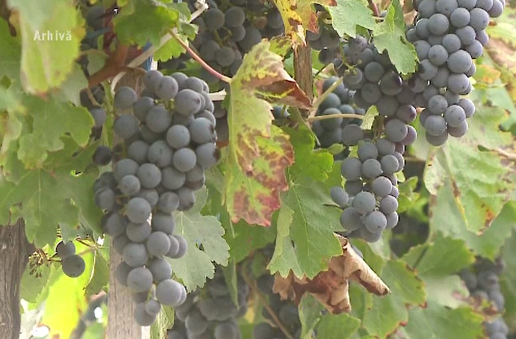 Caz tragic în Iași. Doi copii au murit după ce au mâncat struguri stropiți cu o substanță toxică