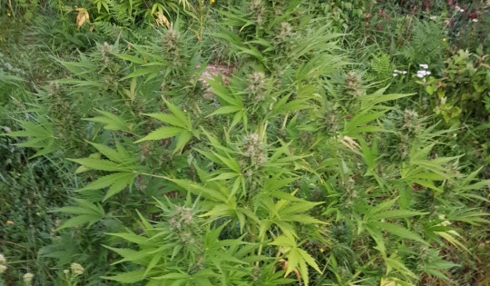 Plantaţie de canabis, arme și cartușe într-un sat din Bistrița-Năsăud