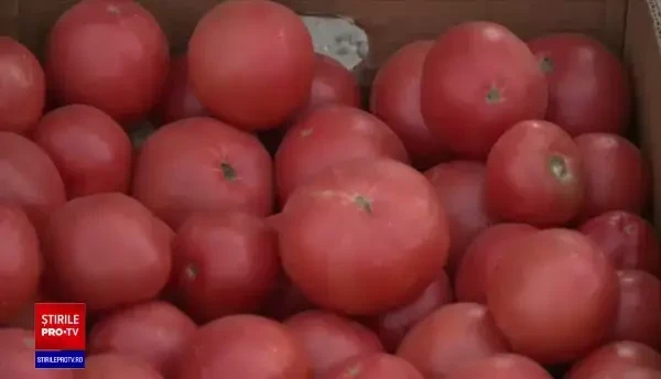 Programul Tomata se ofilește. ”Nu mai cultivăm roșii, că muncim degeaba”