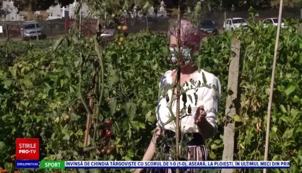 Cât costă realizarea unei sere de apartament. Iată cum poți să-ți transformi balconul în grădină de legume