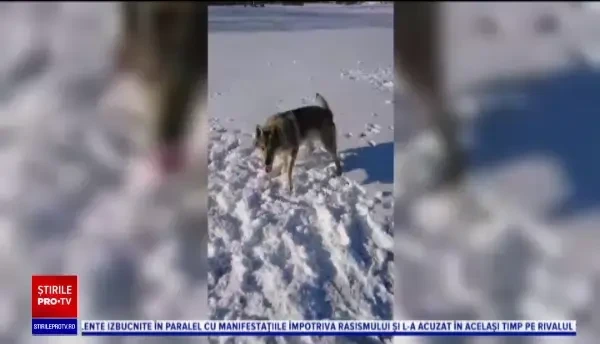 Mobilizare exemplară pentru recuperarea Dorei, câinele lup pierdut pe Transfăgărășan de o familie de cehi