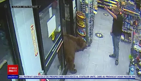Urșii, clienți obișnuiți ai unei benzinării și ai unui supermarket. Reacția oamenilor. VIDEO