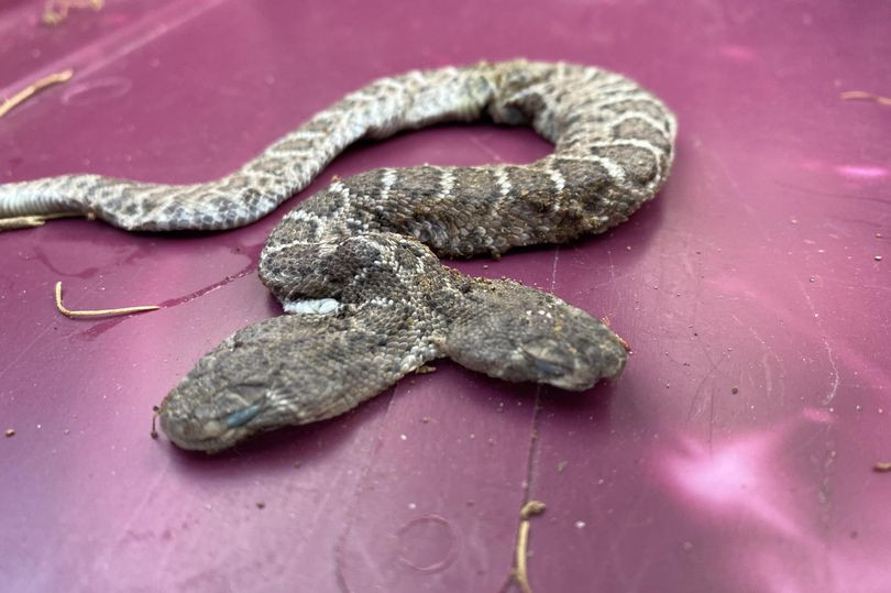 Sarpe cu doua capete -1-