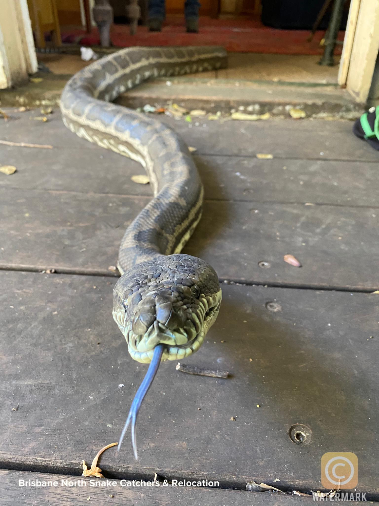 Brisbane North Snake Catchers and Relocation
