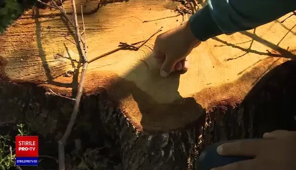 Dezastru ecologic în pădurea Scroviștea. Cum sunt tăiați copacii din aria protejată