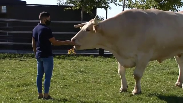 Cel mai mare şi mai scump bou din lume trăiește în Spania. Cântărește două tone și are aproape doi metri înălțime