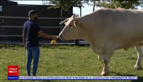Cel mai mare şi mai scump bou din lume trăiește în Spania. Cântărește două tone și are aproape doi metri înălțime