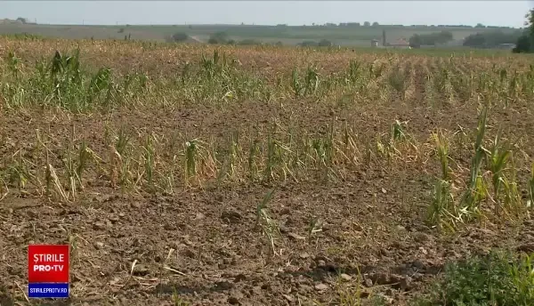 Va fi criză de porumb din cauza secetei. Soluția găsită de un fermier din Constanța