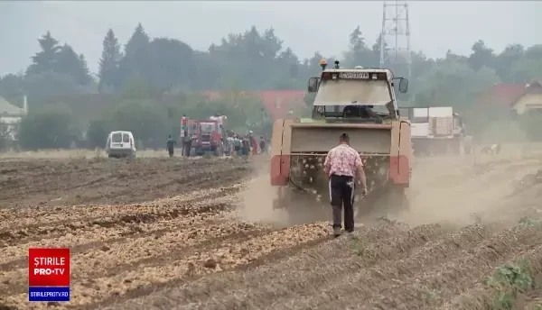 Pandemia de Covid-19 a dus la scăderea prețului cartofilor. Care este explicația