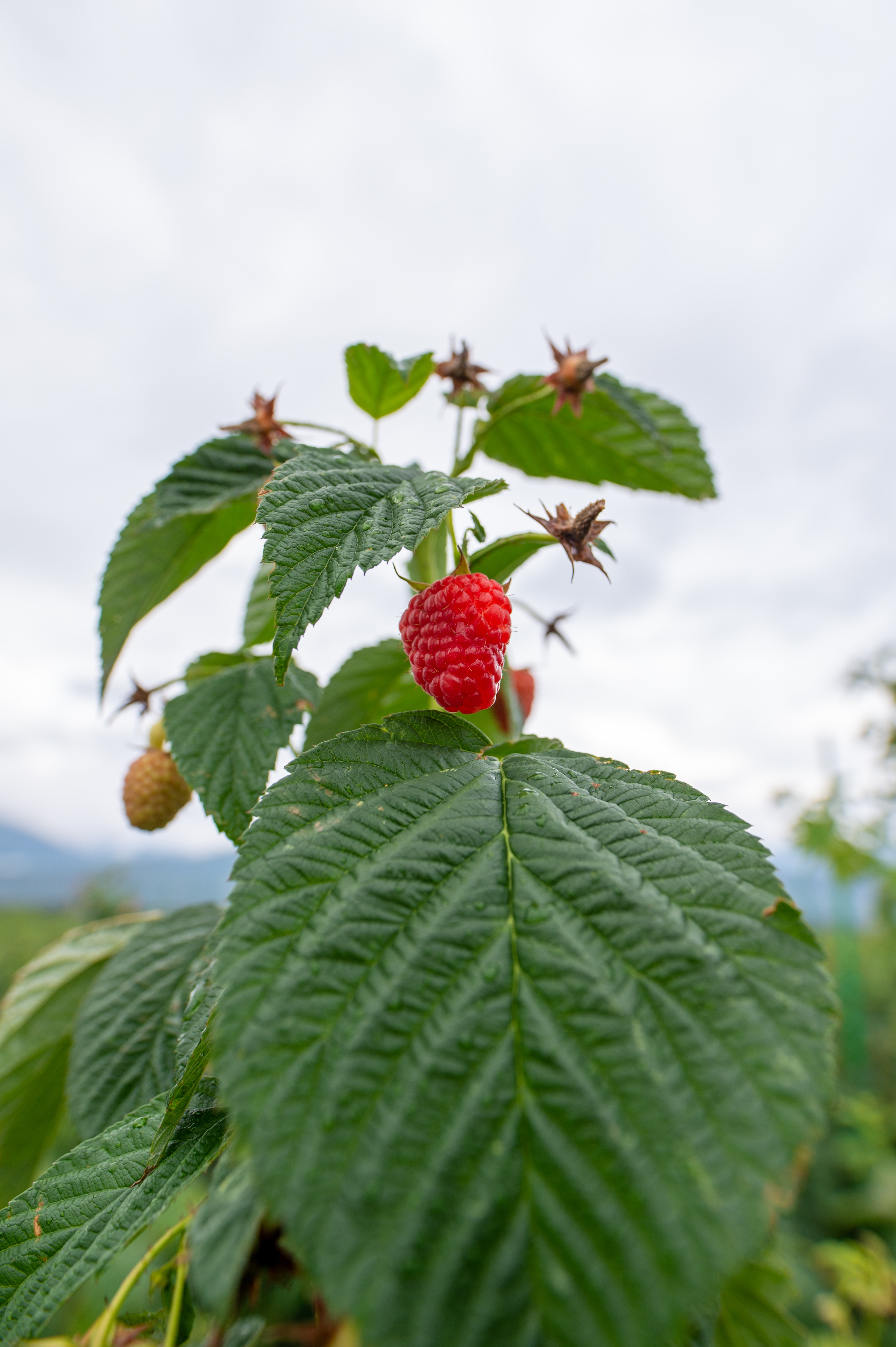 Țara Făgărașului