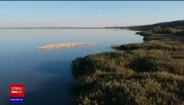 Imagini impresionante. Sute de pelicani au format o insulă vie la Galați, înainte de a zbura în țările calde