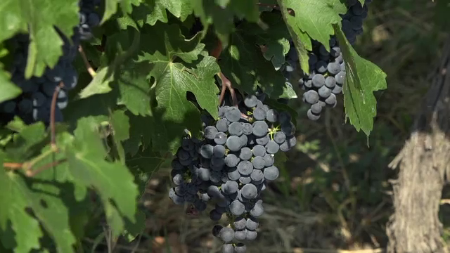 Producția de struguri, afectată de lipsa ploilor. Vom avea vin mai puţin, dar mai bun