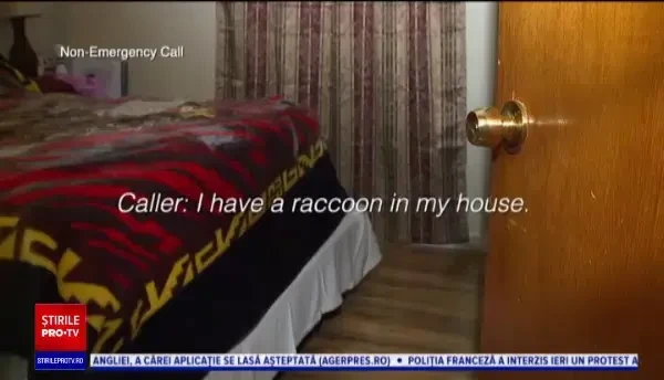 O femeie din Florida a făcut apel la poliție ca s-o scape de un raton