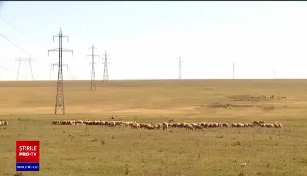 Femierii dau vina pe secetă pentru a scumpi carnea. "Fără bani de la stat nu putem"