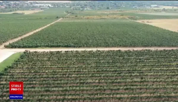 Producția de struguri, afectată de lipsa ploilor. Vom avea vin mai puţin, dar mai bun