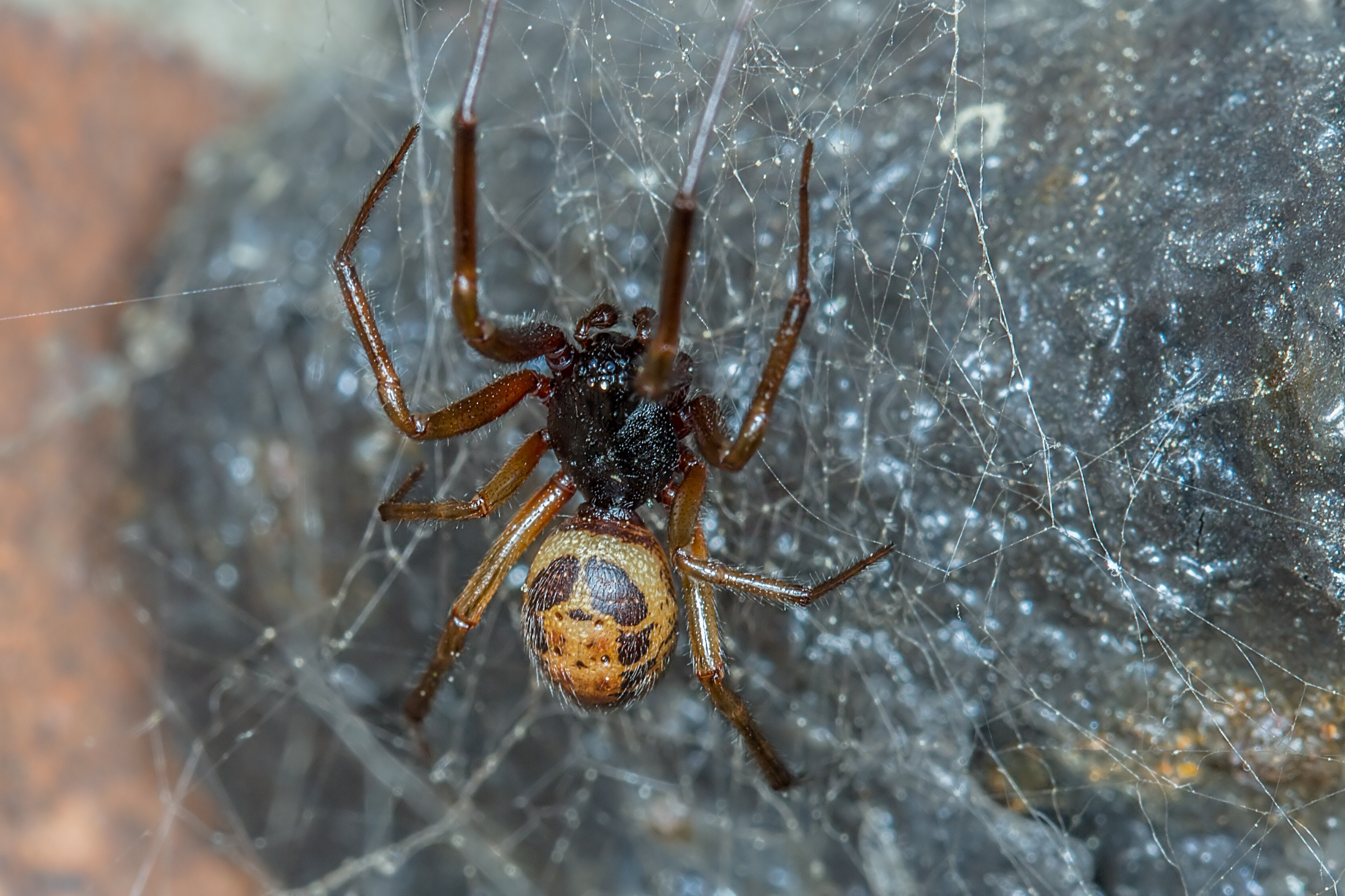 paianjen false widow