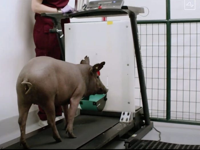 porcul gertrude, neuralink