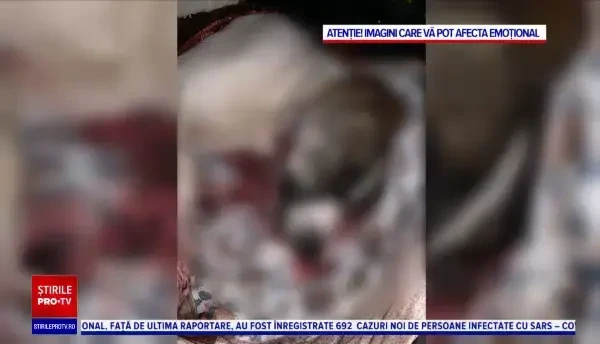 Câine împușcat în plină stradă, în Suceava. ”Putea fi împușcat un om, un copil”