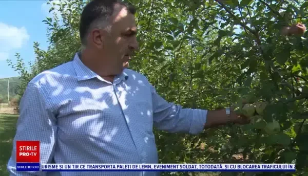 Prețul merelor s-ar putea dubla la iarnă. Multe culturi, afectate de grindină