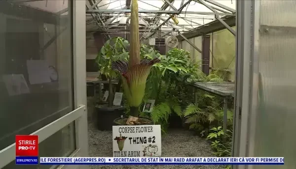 VIDEO. Ce este floarea-cadavru. Este extrem de rară și a înflorit după 10 ani într-un liceu din SUA