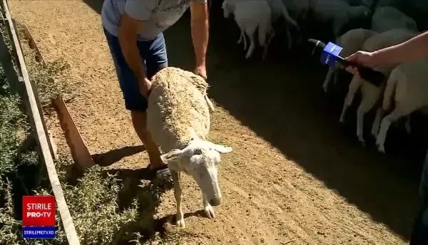 O oaie dintr-o rasă-minune, omologată la Institutul de Cercetare Palas din Constanța