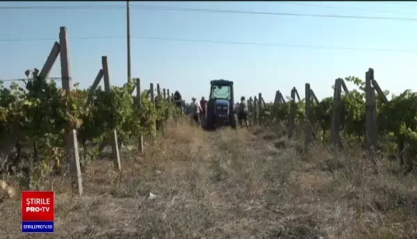 Sute de hectare cu viţă de vie riscă să rămână neculese din lipsă de zilieri